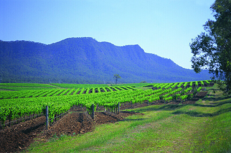 Australie-vin-vignoble