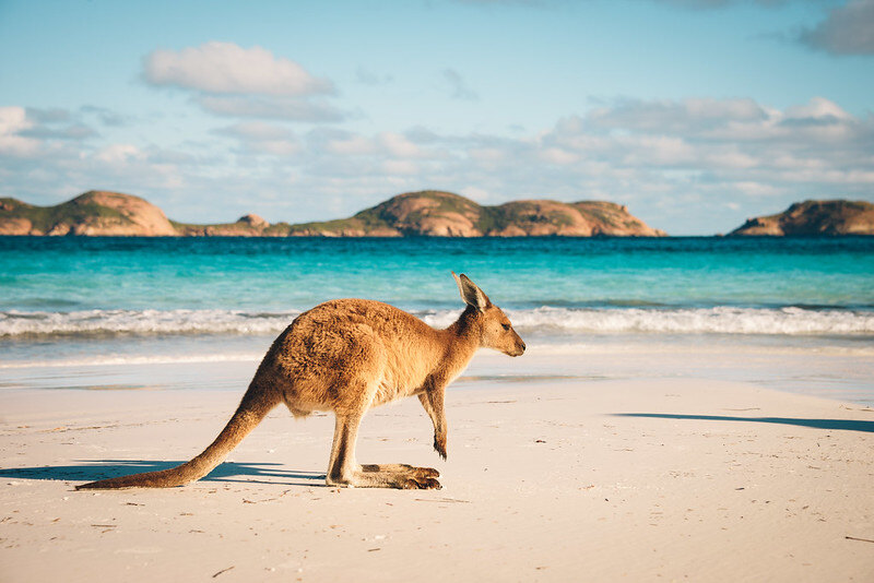 Australie-kangourou