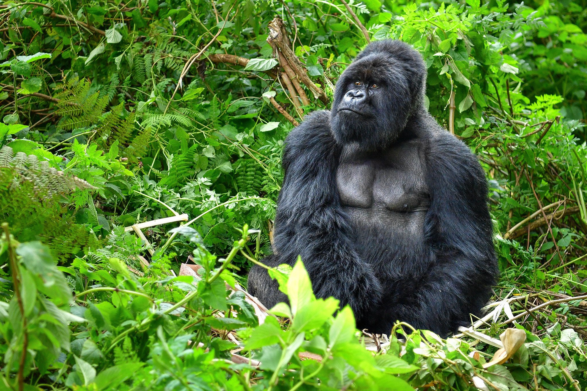 Gorilla in den Wäldern von Ruanda